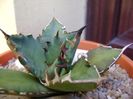 Agave titanota