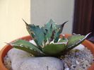 Agave titanota