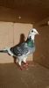IMG-20170531-WA0092
