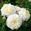 Crocus-Rose-trandafir-parfumat-gradina