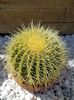 Echinocactus grusonii