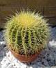 Echinocactus grusonii