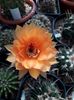 Echinopsis hibrid A61 Aphrodite