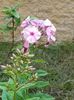 Phlox paniculata roz deschis