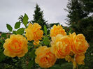 Golden Celebration (Tufa) 60