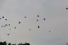 IMG-20190720-WA0098