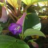 Sinningia MG's Joyful bell