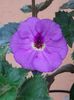 BriD’s Liviana