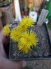 BERGERANTHUS SCAPIGER