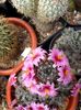 Mammillaria sheldonii