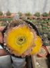 Lobivia aurea