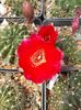 Lobivia sp