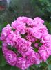 Australian Pink Rosebud