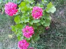 Scarlet Rosebud