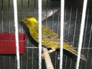 canari 004