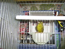 canari 002