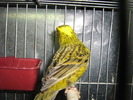 canari 003