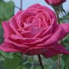 lolita-lempicka-trandafir-urcator-