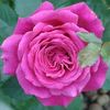 lolita-lempicka-trandafir-urcator-2_