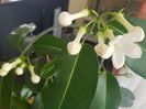 Stephanotis-nu credeam ca va mai inflori...a dormit un an jumate
