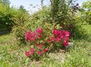 Candia Meillandecor
