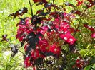 Candia Meillandecor