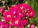 Super Excelsa