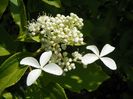 hydrangea pan. Great Star