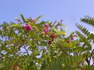 robinia hispida