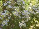 erigeron annuus