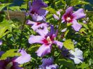 hibiscus syriacus