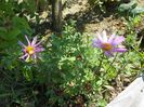 chrisanthemum Clara Curtis