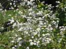 erigeron annuus