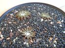 Grup de 3 Ariocarpus