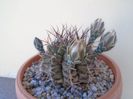 Gymnocalycium schickendantzii