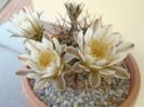 Gymnocalycium schickendantzii