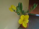 Talinum caffrum