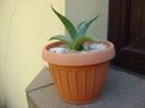 Agave sp. din seminte