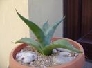Agave sp. din seminte