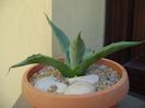 Agave sp. din seminte