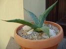 Agave sp. din seminte