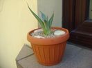 Agave sp. din seminte