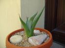 Agave sp. din seminte