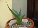 Agave sp. din seminte
