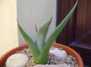Agave sp. din seminte