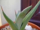Agave sp. din seminte