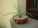 Agave stricta nana cv. Blue Form