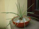 Agave stricta nana cv. Blue Form