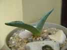 Agave americana – origine ins. Skiathos