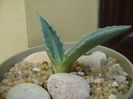 Agave americana – origine ins. Skiathos